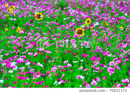 Cosmos and sunflowers Cosmos and sunflowers 70831173