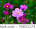 Cosmos 70831174