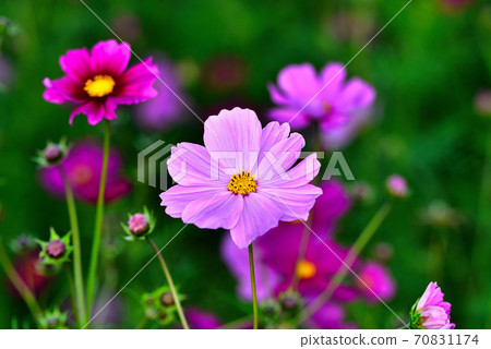 Cosmos Cosmos 70831174