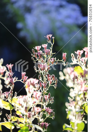 Hototogisu flower Hototogisu flower 70831654