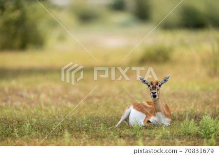 blackbuck or antilope cervicapra or indian antelope closeup in green background at tal chhapar sanctuary rajasthan india 70831679