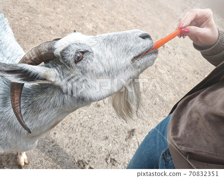 woman vet feeding goat. farm and farming concept. 70832351
