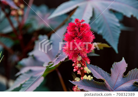 Close up of Castor oil plant or Ricinus communis 70832389