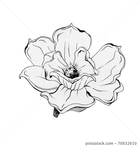 Magnolia flower black ink illustration.  70832610