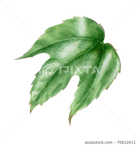 Ivy leaf watercolor illustration. Ivy leaf watercolor illustration. 70832611