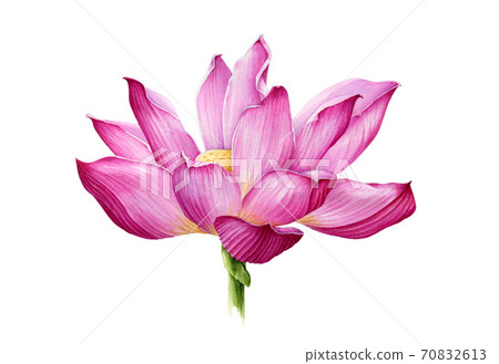 Lotus flower in a bloom watercolor illustration. Lotus flower in a bloom watercolor illustration. 70832613