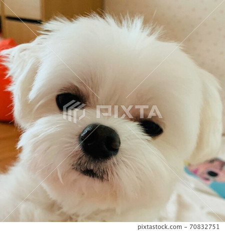 A cute Maltese staring at me blankly 70832751