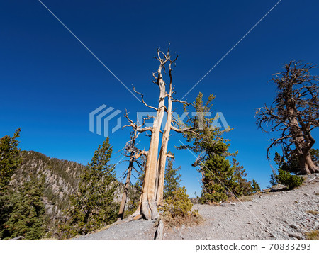 Sunny landscape of the Bristlecone Trail Sunny landscape of the Bristlecone Trail 70833293