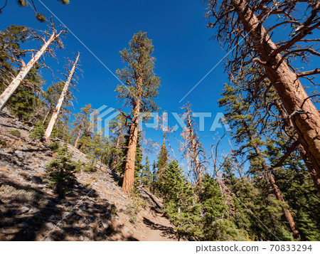 Sunny landscape of the Bristlecone Trail Sunny landscape of the Bristlecone Trail 70833294