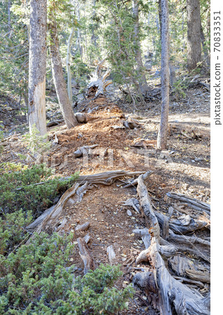 Sunny landscape of the Bristlecone Trail 70833351