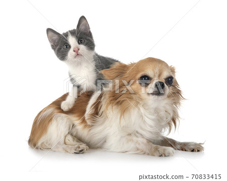 kitten and chihuahua 70833415