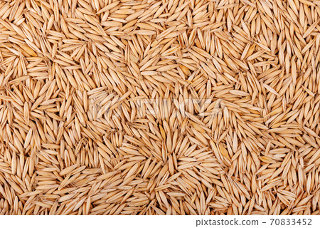 Unpeeled oat grains, background. Organic dry oat seeds. Unpeeled oat grains, background. Organic dry oat seeds. 70833452