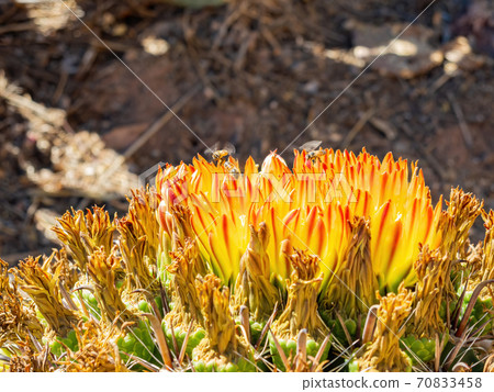 Close up shot of succulent flower blossom 70833458