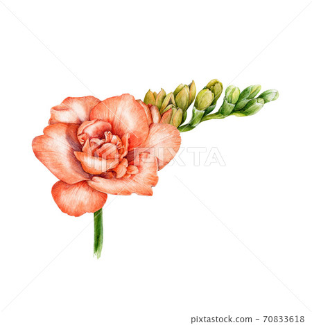 Freesia flower watercolor painted illustration. 70833618