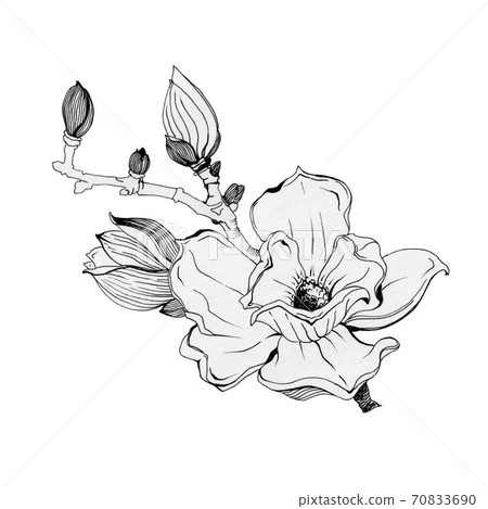Magnolia branch with flowers ink illustration. - Stock Illustration ...