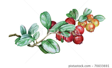 Cowberry branch watercolor illustration. Cowberry branch watercolor illustration. 70833691