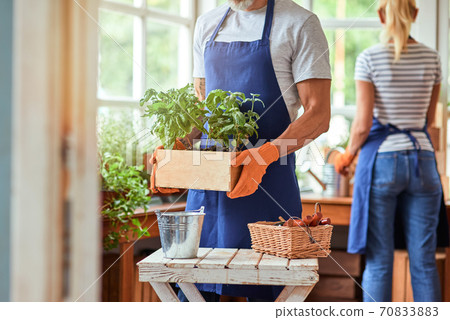 Woman and man working with spicy herbs in greenhouse Woman and man working with spicy herbs in greenhouse 70833883