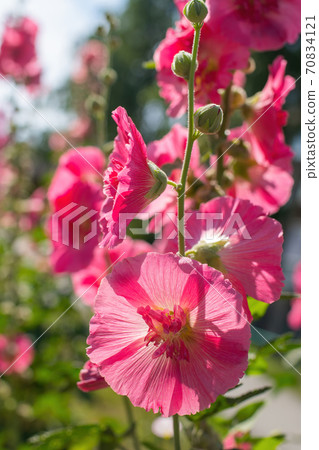 Bright crimson mallow flowers on a blurred background. 70834121