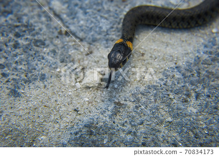 Macrophotography of a baby snake. 70834173