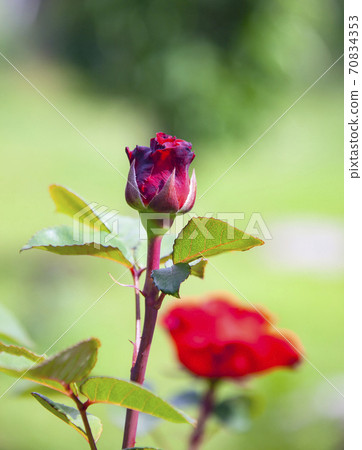 Bud of a growing red garden rose on a green background of vegetation. Bud of a growing red garden rose on a green background of vegetation. 70834353