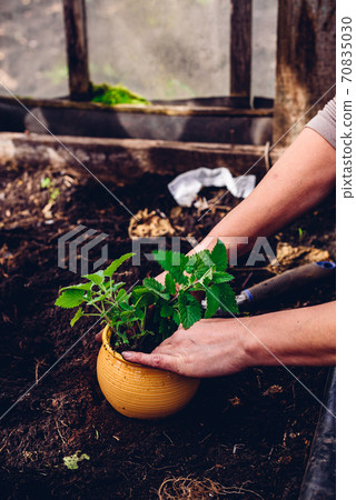 Replanting Lemon Balm Replanting Lemon Balm 70835030