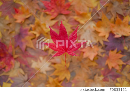 Autumn leaves 70835131