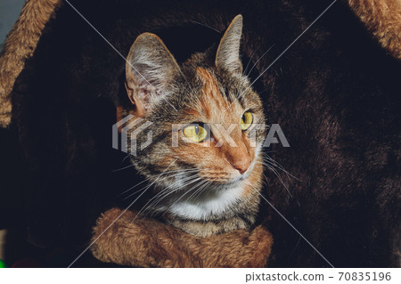 cute black and orange cat in a pet house. cute black and orange cat in a pet house. 70835196