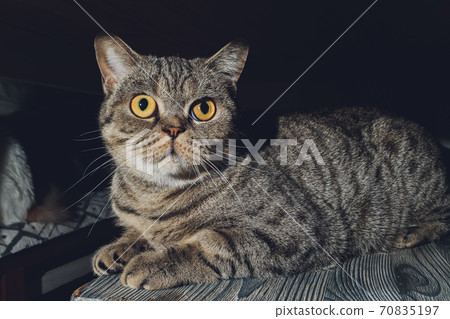 british cat at home sitting under the closet. british cat at home sitting under the closet. 70835197