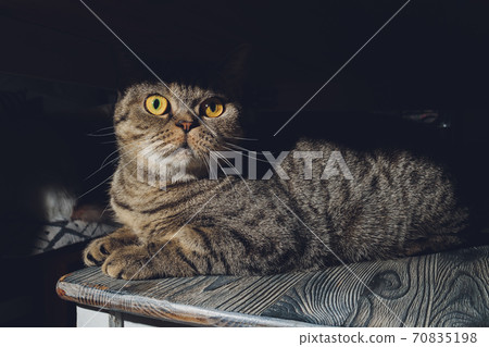 british cat at home sitting under the closet. british cat at home sitting under the closet. 70835198