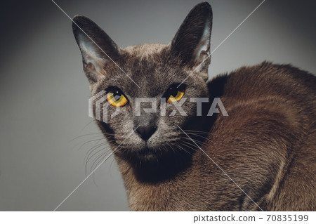 close up portrait of cute little black cat with beautiful eyes, homeless cat , details of cat face, animals portrait. close up portrait of cute little black cat with beautiful eyes, homeless cat , details of cat face, animals portrait. 70835199