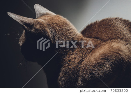 close up portrait of cute little black cat with beautiful eyes, homeless cat , details of cat face, animals portrait. 70835200