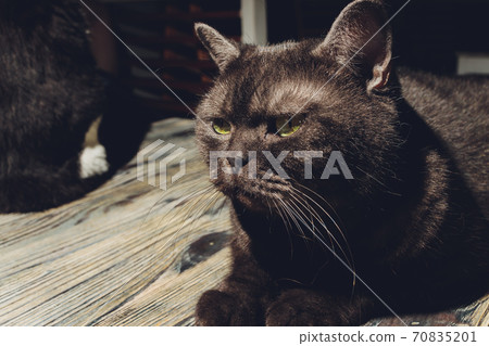 Cat lying on an floor. It is also an example of selective focus photography. Cat lying on an floor. It is also an example of selective focus photography. 70835201