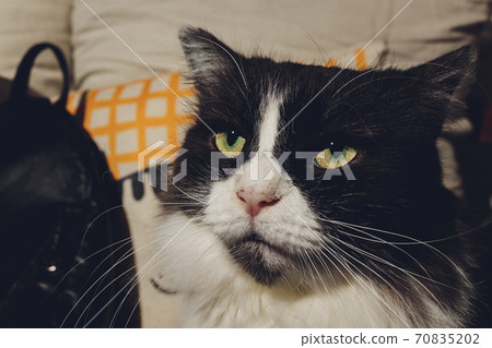 Cute cat relaxes and dreams on a bed. Cute cat relaxes and dreams on a bed. 70835202