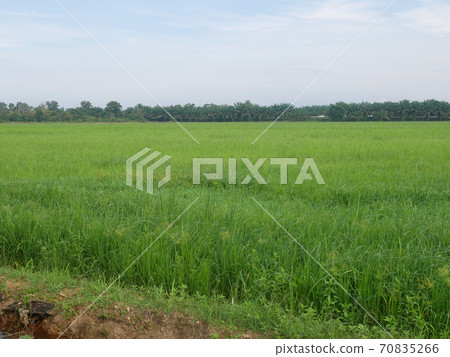 View of rice field or paddy field. Rice is planted in muddy and flat land. View of rice field or paddy field. Rice is planted in muddy and flat land. 70835266
