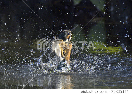 Kingfisher Kingfisher 70835365