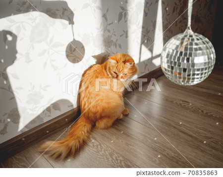Cute ginger cat looks curiously on sun reflections from sparkling mirror disco ball. Fluffy pet and sunny morning in cosy home. Light and shadow. Cute ginger cat looks curiously on sun reflections from sparkling mirror disco ball. Fluffy pet and sunny morning in cosy home. Light and shadow. 70835863