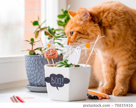 Cute ginger cat sniffs flower pots with handmade decorations for Halloween. Painted ghost and pumpkin in flower pot with succulent plant. Cozy home. Cute ginger cat sniffs flower pots with handmade decorations for Halloween. Painted ghost and pumpkin in flower pot with succulent plant. Cozy home. 70835910