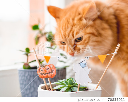 Cute ginger cat sniffs flower pots with handmade decorations for Halloween. Painted ghost and pumpkin in flower pot with succulent plant. Cozy home. Cute ginger cat sniffs flower pots with handmade decorations for Halloween. Painted ghost and pumpkin in flower pot with succulent plant. Cozy home. 70835911