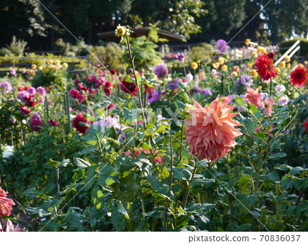 Machida dahliaen 70836037