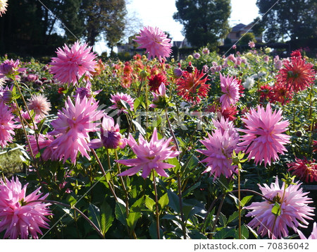 Machida dahliaen Machida dahliaen 70836042