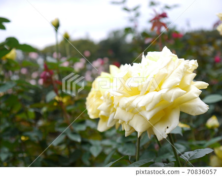 Roses of Jindai Botanic Gardens 70836057