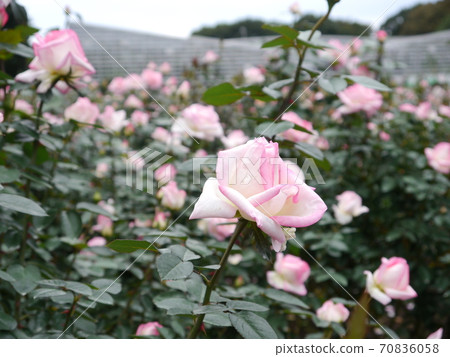 Roses of Jindai Botanic Gardens 70836058