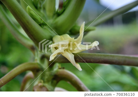 番木瓜女性花 番木瓜女性花 70836110
