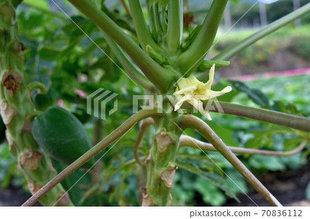 番木瓜女性花 番木瓜女性花 70836112