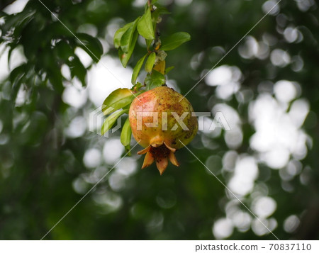 pomegranate pomegranate 70837110