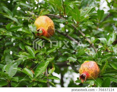 pomegranate pomegranate 70837114