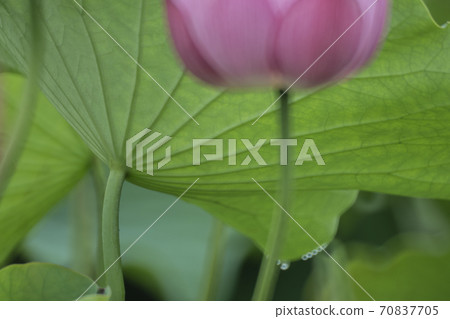 Lotus Lotus 70837705