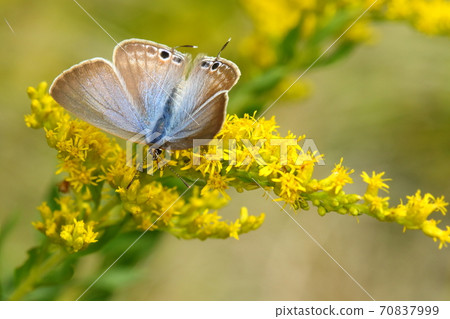 Creatures, insects, pea blue, female. The difference from males is that the ground color of the wing surface is brown and the black dots on the outer edge of the hind wing are continuous. 70837999