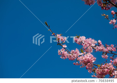 Spring has come, cherry blossoms are in full bloom in the fields and rivers Spring has come, cherry blossoms are in full bloom in the fields and rivers 70838495