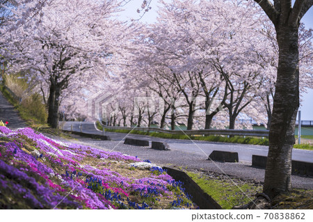 櫻谷町櫻花走廊007 櫻谷町櫻花走廊007 70838862